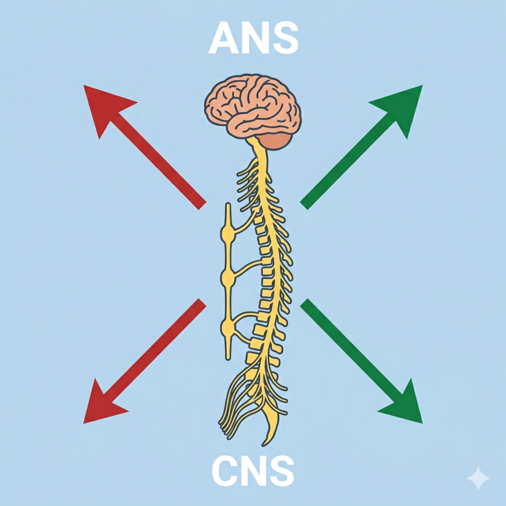 A simplified medical illustration of the central nervous system (brain and spinal cord) in the center, flanked by red arrows pointing left representing the sympathetic system and green arrows pointing right representing the parasympathetic system. The text "ANS" is at the top and "CNS" is at the bottom against a light blue background.